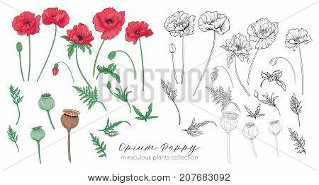 Opium poppy plant set. Colored and outline set stock line vector illustration.