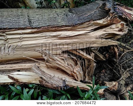broken trees fter a strong storm went through