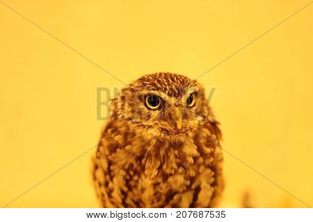 It is a picture of a cute owl