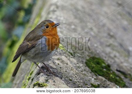 The European robin (Erithacus rubecula) known simply as the robin or robin redbreast perched on a wall
