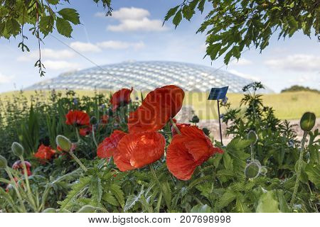 Llanarthney, Wales, UK: June 05, 2014: National Botanical Garden of Wales. Poppies growing in the gardens of the botanical gardens.