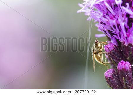 Close up of an insect on a purple flower in the garden with copy space