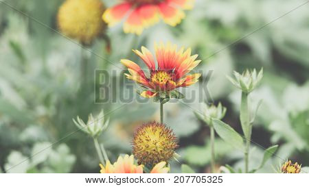 Flower (zinnia, Zinnia Violacea Cav.) In Garden