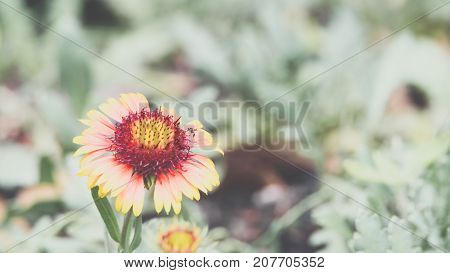 Flower (zinnia, Zinnia Violacea Cav.) In Garden