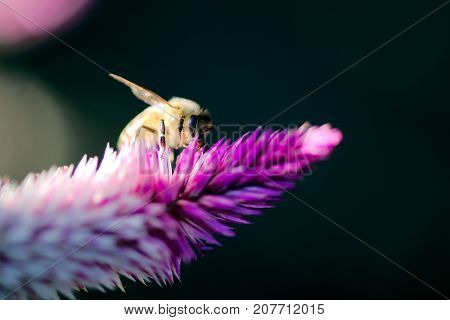 Honey Bee Feeding on Pampas Plume Celosia Mix