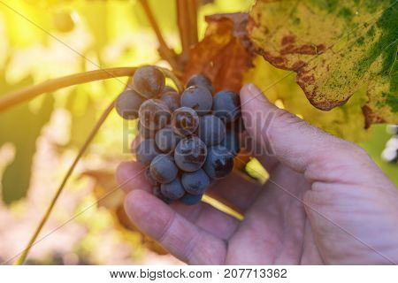 Farmer examining and picking grapes fruit grown in organic grapeyard garden male hand holding ripening fruit