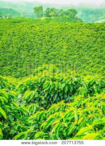 This image shows a coffee plantation in Jerico Colombia in the state of Antioquia.