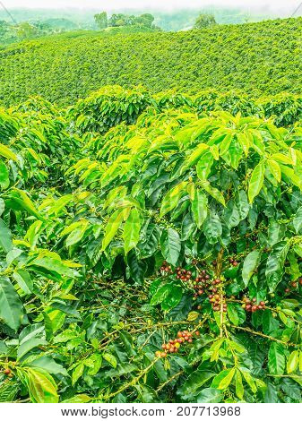 This image shows a coffee plantation in Jerico Colombia in the state of Antioquia.