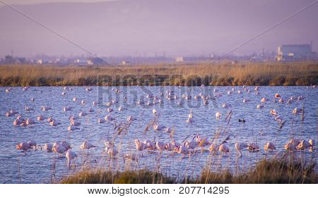 flamingos in the Ebro Delta Natural Park, Spain. Sunset time