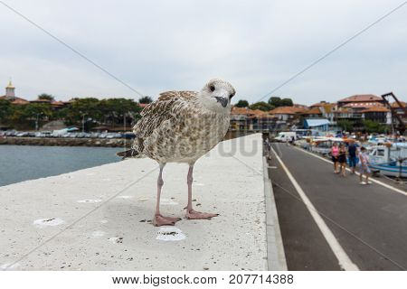 Curious gull on the background of an ancient city on the Black Sea coast of Bulgaria.