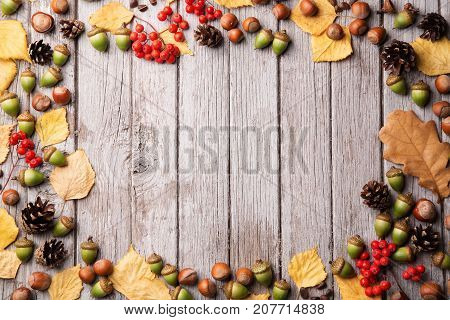 Acorns yellow leaf nuts and corns on shabby wooden background copy space
