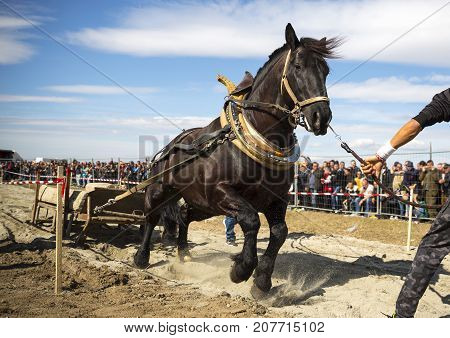 Horse Heavy Pull Tournament