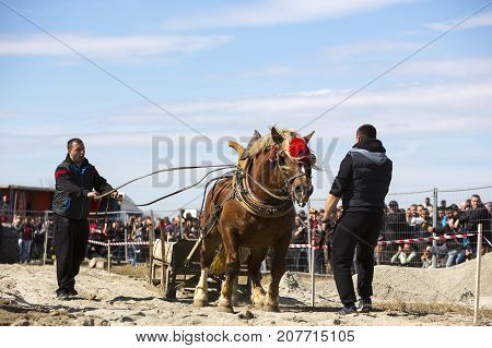 Horse Heavy Pull Tournament