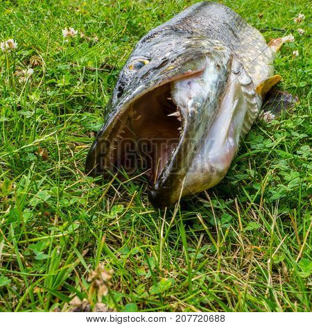 A large northern pike laying in the grass with his mouth open showing large sharp teeth.