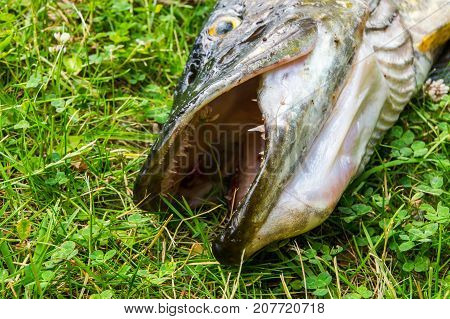 Northern Pike In The Grass
