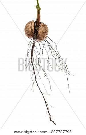 Sprout Of A Young Walnut, Isolated On White Background