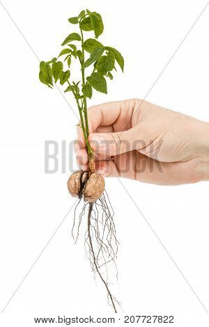Female Hand Holds  Seedling Of A Walnut, Isolated On White Background