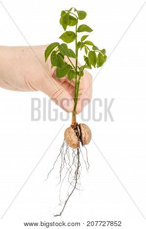 Female Hand Holds  Seedling Of A Walnut, Isolated On White Background