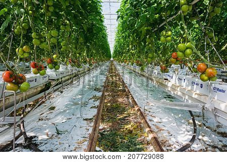 Berkel en Rodenrijs Netherlands - April 2 2017: tomatoes growing in a big greenhouse in the Netherlands