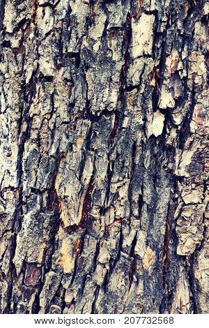 Natural texture backgrounds, oak bark texture or pattern