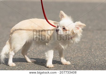 Chihuahua little white dog shrank in fright Close-up. Space under the text. 2018 year of the dog in the eastern calendar Concept: parodist dogs, dog friend of man, true friends, rescuers.
