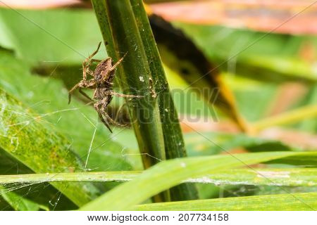Ugly Spider Crawling On A Straw