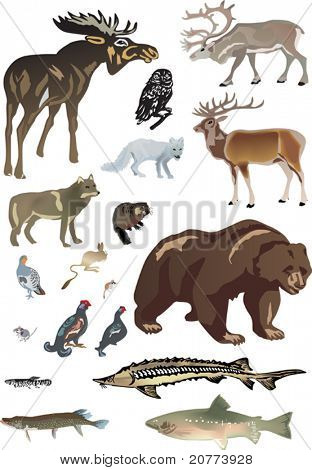 illustration with polar animals collection on white background