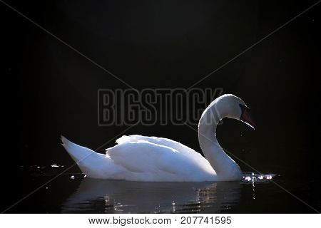 White Swan against the dark water of the lake
