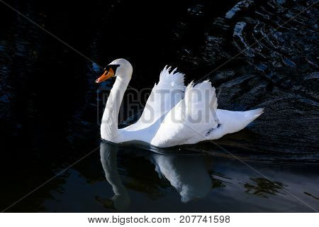 White Swan against the dark water of the lake