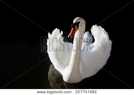 White Swan against the dark water of the lake
