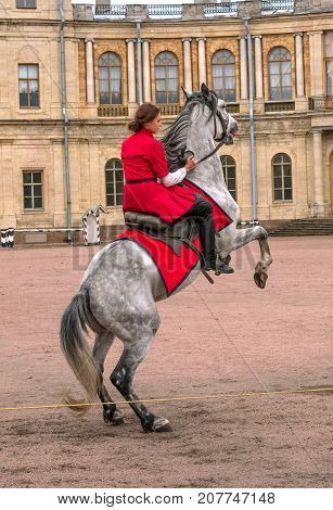 Gatchina St. Petersburg Russia - September 30 2017: Horse show of Cossacks on the parade ground of the Gatchina Palace. The Cossack girl forced the horse to stand on its hind legs.