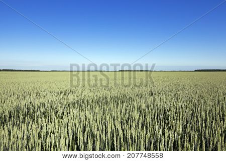 Photographed Immature Green Grass In The Summer, Blue Sky