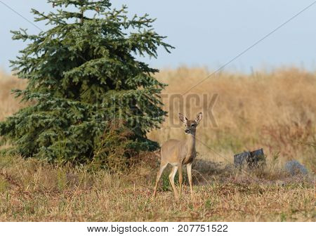 Whitetail deer (odocoilus viginianus)