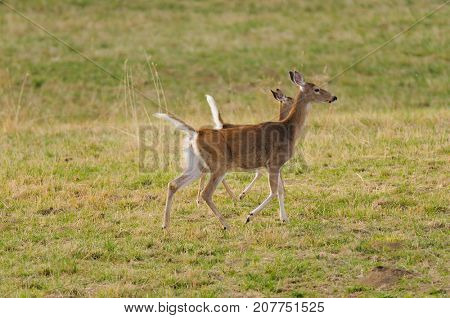 Whitetail deer (odocoilus viginianus)