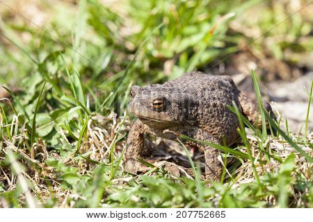 A Filthy Toad Sitting In The Grass In The Spring Season. Photo Close-up, Focus On The Animal Eyes
