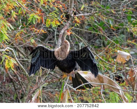 Anhinga Corkscrew Swamp Sanctuary Audubon Naples Florida