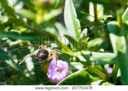 Ugly Spider Crawling On His Spider Web