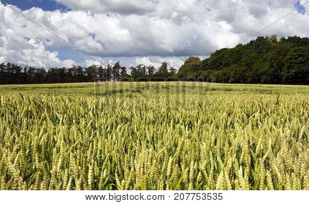 A Green Wheat Ear Growing On A Farm Field In The Summer. Part Of The Plants Is Crumpled And Lies On 