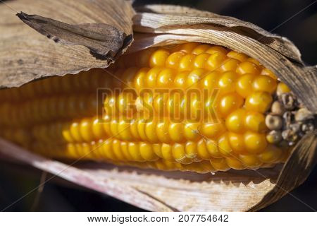 Ripe Corn, The Cob Of Which Was Opened And Photographed
