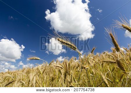 Golden Ears Of Wheat Against The Blue Sky On A Cloudy Day. Close-up Photo In Summer