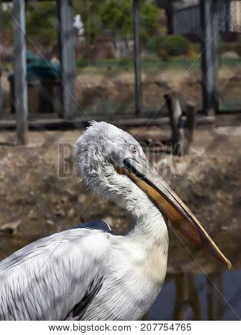 Photo Of A Close-up Of A Piece Of A White Pelican Living In A Zoo. There Are Shadows In The Photo An