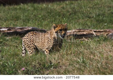 Leopardo