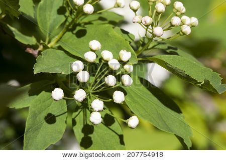 Growing In The Garden Of Jasmine Before Flowering. A Few White Buds Of A Fragrant Flower, Photograph