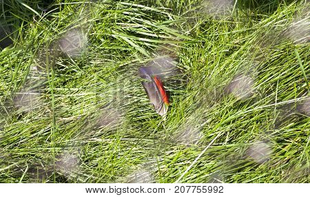 Colored Parrot Feather Lying On The Grass