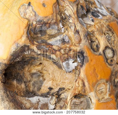 An Orange Pumpkin Covered With Stains Of Rot And Mold.