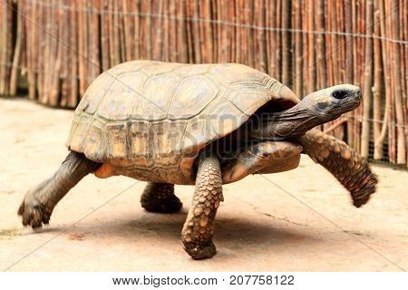 Closeup shot of big and fast turtle