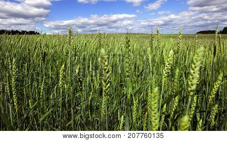 Agricultural Field With Green Stems Of Triticale In Spring. Focus On The Background And The Horizon 