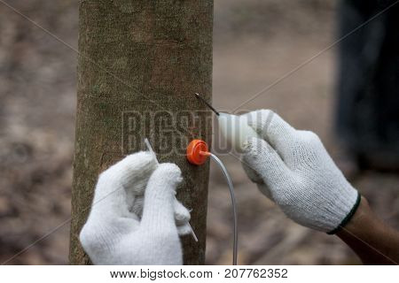 Rubber injection technology in tree rubber plant step injection of needle in side shell of a tree allow two centimeter before use tube.in Thailand.
