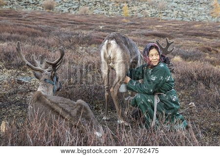 tsaatan woman milking a reindeer in northern mongolian landscape