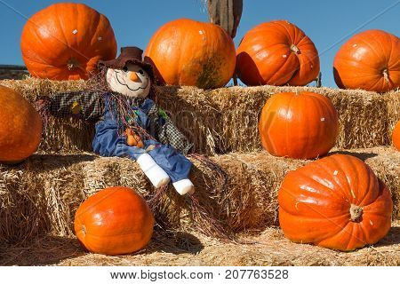 A scarecrow resting on hay bales, surrounded by pumpkins at a pumpkin patch in autumn.